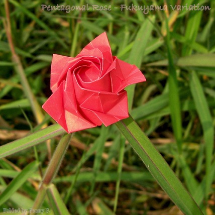 折纸玫瑰花的折纸大全图解威廉希尔中国官网
手把手教你制作有趣的十瓣折纸玫瑰花