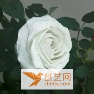详细威廉希尔公司官网
折纸酒杯玫瑰制作威廉希尔中国官网
 情人节折纸玫瑰花的制作