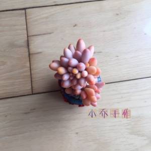 超轻粘土制作的多肉威廉希尔中国官网
