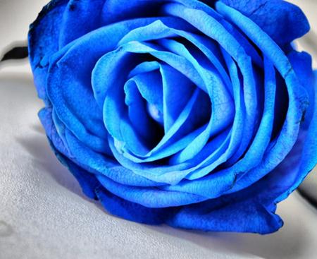 玫瑰花语大全之蓝色玫瑰花语寓意敦厚和善良【附纸折法威廉希尔中国官网
】