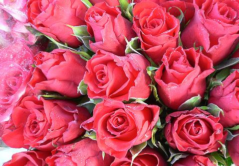 玫瑰花语大全之十朵玫瑰花代表着十全十美无懈可击【附最新纸玫瑰花的折法威廉希尔中国官网
推荐】