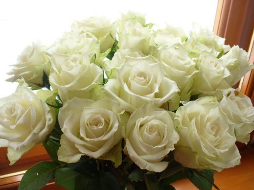 玫瑰花语大全之21朵玫瑰代表真诚的爱【附简单纸玫瑰的折法】