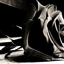 如果如花美眷终究是一场镜花水月 那么就要用尽全力把黑玫瑰花语里所有的温柔都给你