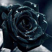 如果我爱你 就把黑玫瑰花语里的温柔真心全部送给你