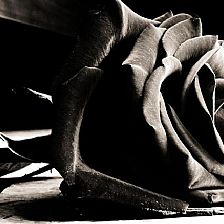 如果你还有那份黑玫瑰花语里的温柔真心
