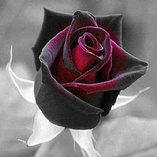 是因为她的一颗黑玫瑰花语里的温柔让你记住了她一生吗