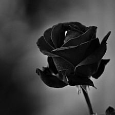 在你成为一个真正的拥有黑玫瑰花语温柔气质的时候就已经开始