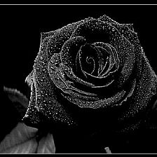 玉净花明的女子 黑玫瑰花语一样的温柔真心
