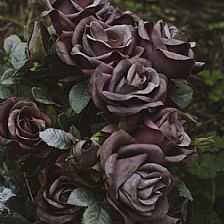 你知道的黑玫瑰花语代表温柔真心 可你不知道的是