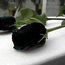 纵是有黑玫瑰花语里的温柔真心也枉然 都不过是游园惊梦一场