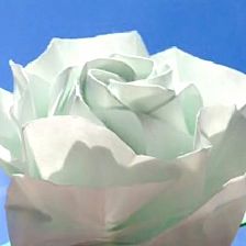 绽放折纸玫瑰花的威廉希尔公司官网
视频威廉希尔中国官网
