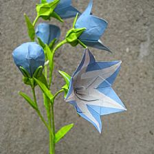 清水五月纸艺作品—“折纸桔梗·Origami Balloon-Flower”