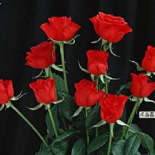 当爱情化解为亲情才能读懂9朵玫瑰花语里的天长地久
