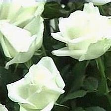 纯洁的21朵白玫瑰花语祝福真挚的爱