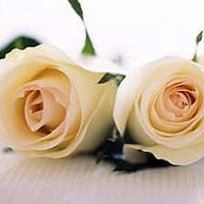 折纸玫瑰人心中的22朵白玫瑰花语