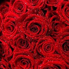 愿岁月像25朵玫瑰花语中的幸福一样绽放
