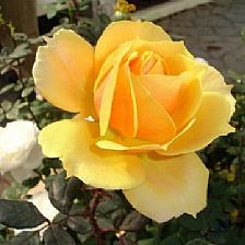 黄玫瑰花语之消逝的爱