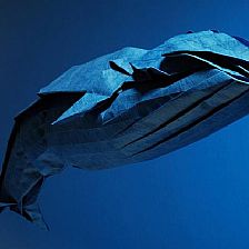 神谷哲史折纸蓝鲸的威廉希尔公司官网
折纸图解威廉希尔中国官网
