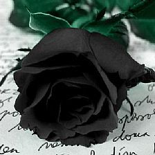 玫瑰花语大全之黑色玫瑰花语为我所有【附最新纸玫瑰折法威廉希尔中国官网
】