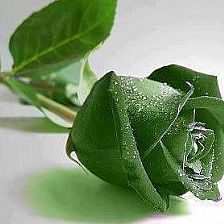 玫瑰花语大全之淡绿色玫瑰花语青春永驻【附精致纸玫瑰花的折法】