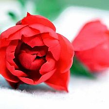 玫瑰花语大全之两朵玫瑰花代表世界上只有我们【附漂亮最新纸玫瑰花折法】