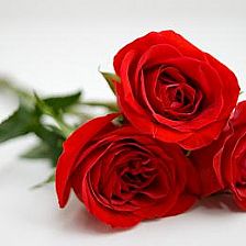 玫瑰花语大全之三朵玫瑰花代笔我爱你【附漂亮纸玫瑰花折法】
