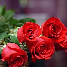 玫瑰花语大全之五朵玫瑰花代表由衷的欣赏你【附简单的纸玫瑰花折法】