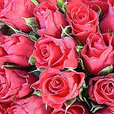 玫瑰花语大全之十朵玫瑰花代表着十全十美无懈可击【附最新纸玫瑰花的折法威廉希尔中国官网
推荐】