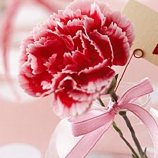 温柔美丽的康乃馨花语送给世界上最无私伟大的妈妈们