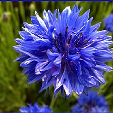 温柔可爱的蓝色矢车菊花语能让石块也会发芽也会粗糙的微笑