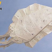 【海洋动物折纸大全】乌贼威廉希尔公司官网
折纸图解威廉希尔中国官网
