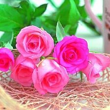 生命里值得你送出5朵玫瑰花语里的由衷欣赏的人和事