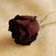 黑玫瑰花语里的温柔真心让你拥有静好的岁月还不够吗？