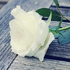 和一位如水如云的女子相处体验33朵白玫瑰花语里的永难忘
