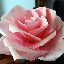 玫瑰花的折法大全视频威廉希尔中国官网
教你用棉纸卷折威廉希尔公司官网
玫瑰花