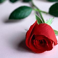 21朵玫瑰花语代表的真诚之爱不放在这里放在哪里好呢